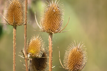 Closeup of brown cutleaf teasel dried seeds with blurred background