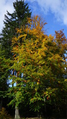 Fototapeta premium Herbstwald 