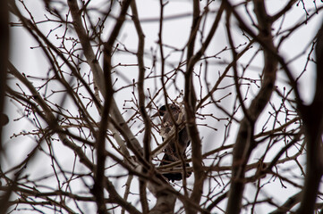 branches of a tree in winter
