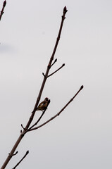 birds on branch