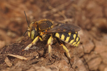 Closeup on the yellow striped Lot's Woolcarder solitary bee, Anthidium loti sitting on wood