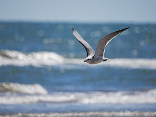 seagull in flight