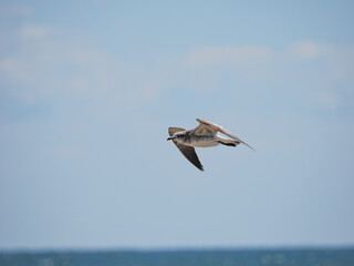 seagull in flight