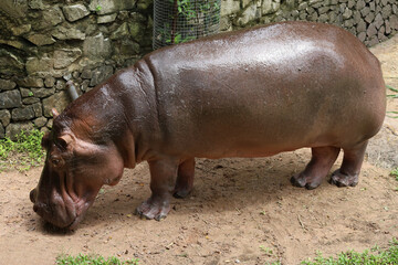 Close up head The Big hippopotamus in garden