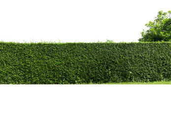 Green tree wall  isolatad on white background.