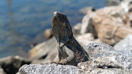 imagen cerrada de iguana color cafe parada sobre rocas  mirando hacia arriba con agua al fondo 