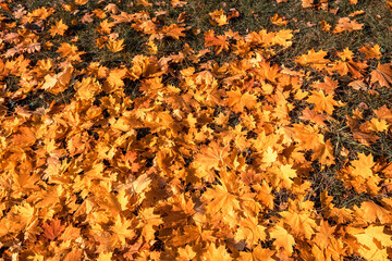 Background of colored golden autumn maple leaves in park. Yellow fall leaf. Flat lay, top view, copy space