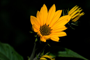 Macro photography of a flower: detail shot of a flower with background blur