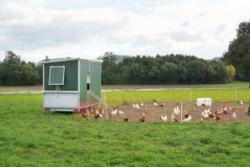 Mobiler Hühnerstall für die Freilandhaltung © ThomBal