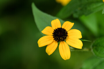 Macro photography of a flower: detail shot of a flower with background blur