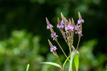Macro photography of a flower: detail shot of a flower with background blur