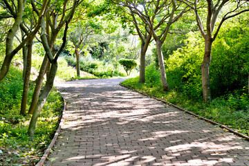 Trees and walkway in the park