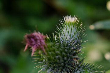 Macro photography of a flower: detail shot of a flower with background blur
