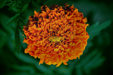 Yellow spider in orange flower