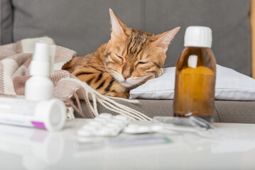 A sick cat lies on the couch, wrapped in a blanket. Bengal cat with flu or cold symptoms being treated at home.
