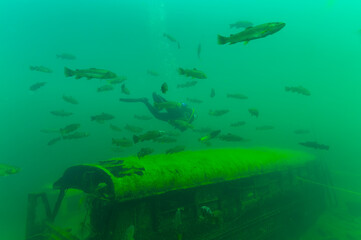 Rainbow trout Oncorhynchus mykiss swimming with diver above a yellow school bus