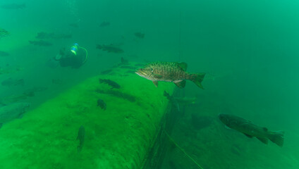 Large mouth bass micropterus salmoides swimming above a yellow school bus
