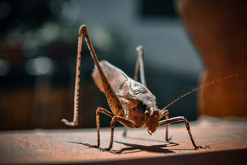 Brown grasshopper