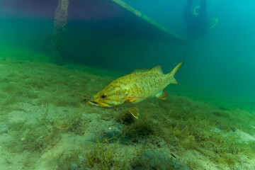Large Mouth Bass micropterus salmoides swimming across the bottom in green water