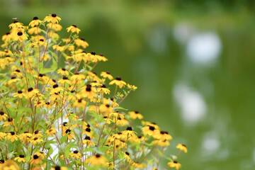 Macro photography of a flower: detail shot of a flower with background blur