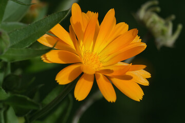 Macro photography of a flower: detail shot of a flower with background blur
