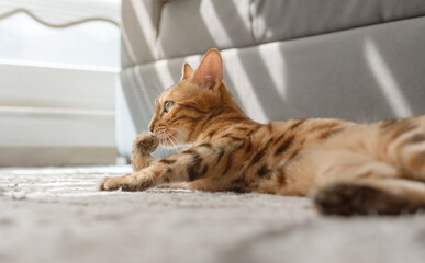 Fototapety na wymiar - Fototapeta24.pl