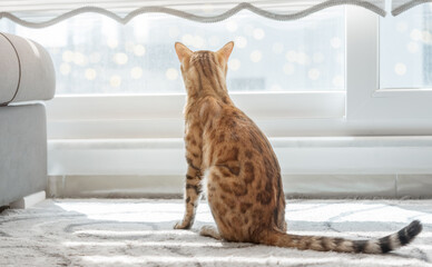 Bengal cat sits on the floor in a cozy bright room by the window.