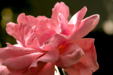 Macro photography of a flower: detail shot of a flower with background blur