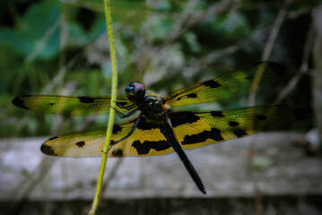 Yellow winged dragonfly