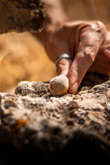Man's hands in the field hitting an almond with a stone to open it.