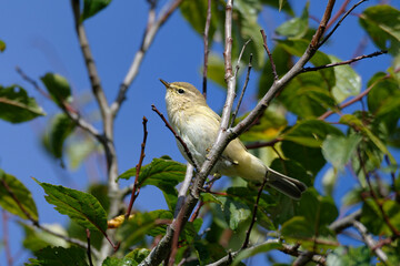 Willow warbler, Phylloscopus trochilus