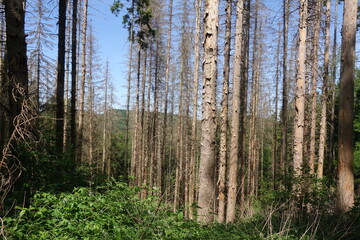 Waldsterben im Westerwald