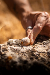 Man's hands in the field hitting an almond with a stone to open it.
