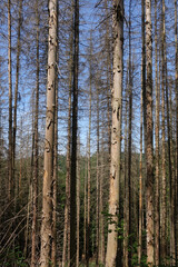 Fototapeta premium Waldsterben im Westerwald