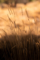 Fine dry grass in autumn.