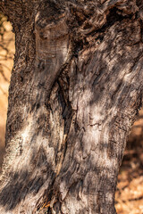 Texture of the trunk of an old olive tree.
