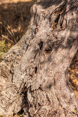 Texture of the trunk of an old olive tree.