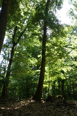 Laubwald im Fruehling