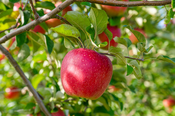 信州りんご　シナノスイート