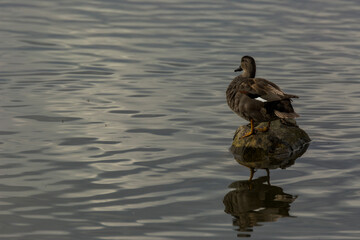 Mallard in spring in Aiguamolls De L Emporda Nature Park, Spain