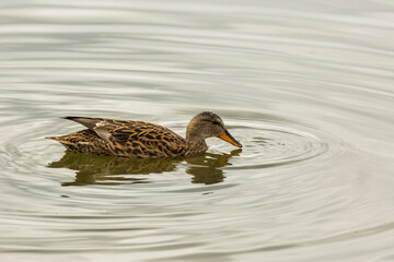 Mallard in spring in Aiguamolls De L Emporda Nature Park, Spain