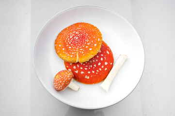 Amanita muscaria or fly amanita
