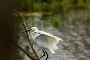 Little egret in Aiguamolls De L Emporda Nature Park, Spain