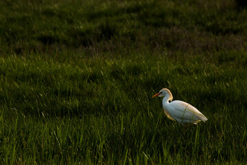 Cattle egret (Bubulcus ibis) in Aiguamolls De L Emporda Nature Reserve, Spain