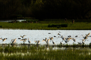 Sunset and birds in Aiguamolls De L Emporda Nature Reserve, Spain