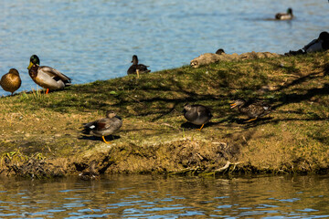 Mallard in spring in Aiguamolls De L Emporda Nature Park, Spain