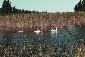 White swan on the lake against the background of autumn reeds. Latvia