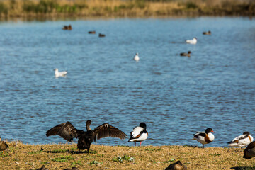 Cormorant in spring in Aiguamolls De L'Emporda Nature Reserve, Spain