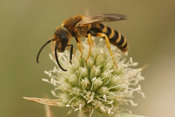 Closeup on a Mediterranean male Great banded furrow bee, Halictus scabiosae sitting on field Eryngo flower