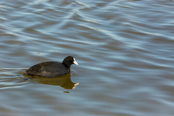 Eurasian coot (Fulica atra) in Aiguamolls De L Emporda Nature Reserve, Spain